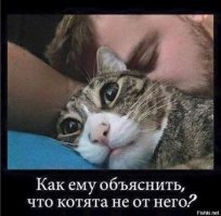 Очень колоритные уличные коты