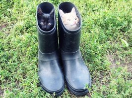 Кошачий фотопозитив