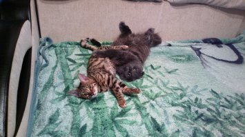 Мои усатые!!!!