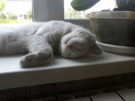 Немного фотографий котиков.Всем хорошей недели!