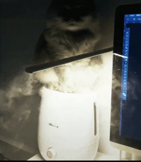 Мистический кот спас мне жизнь