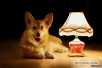 Мистический кот спас мне жизнь