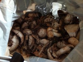 Самые красивые грибы: Фото, факты, описание