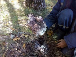 Самые красивые грибы: Фото, факты, описание