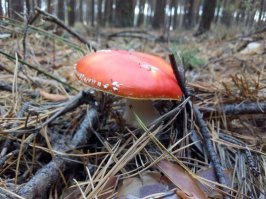 Самые красивые грибы: Фото, факты, описание