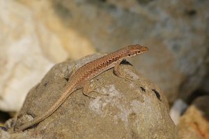 Женщине из США удалось нарастить палец, который ранее ей откусила пума