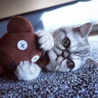 Ученые предрекают наступление «эры бесконечных ливней и наводнений»