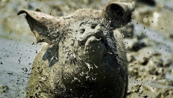 Отличный способ борьбы с "соседями-свиньями"