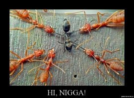 18 странных живых существ, любоваться которыми интересно, но немного страшно