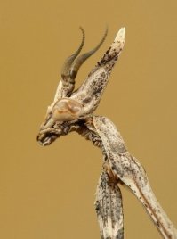 а в чём прикол? почему богомола цветком назвали?