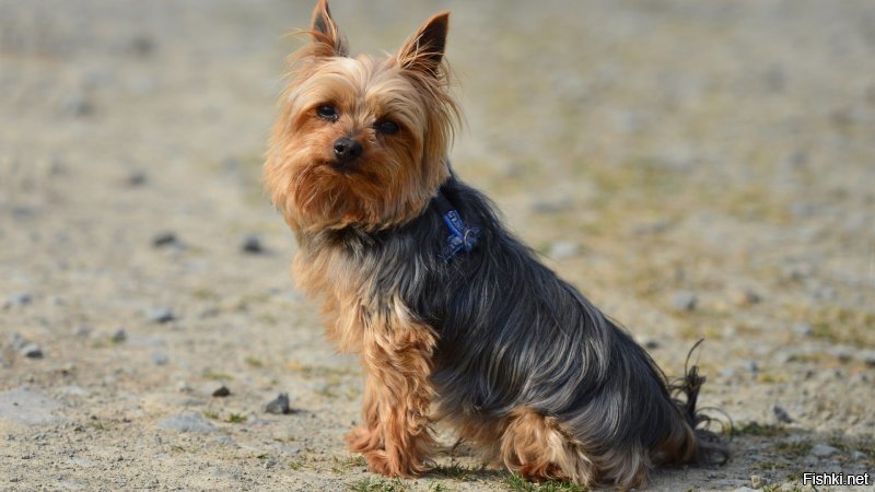 У меня именно такой, заводится на раз - два