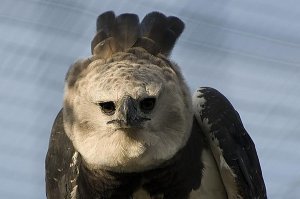 Гарпия похоже спит