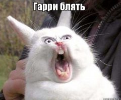 Принц Гарри спас журналистку от назойливых мух необычным способом