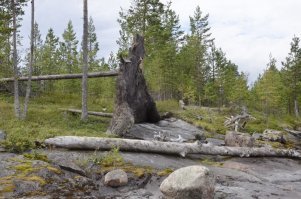 «Дышащая» земля в канадском лесу смутила интернет