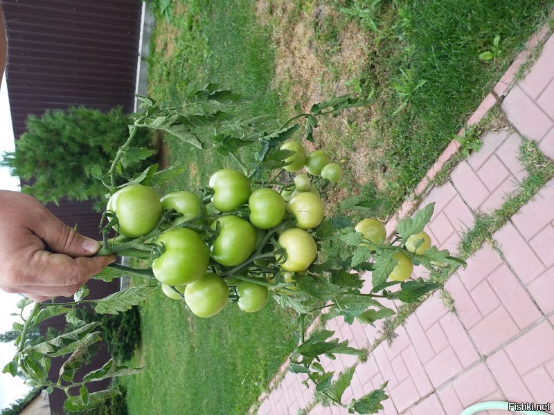 В этом году помидоры с ветками отваливались... Танос щелкнул))