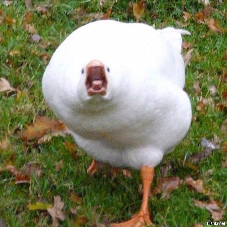 Солянка от 24.10.2018