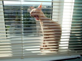 Держать только в клетке. Кот НИК из Питера