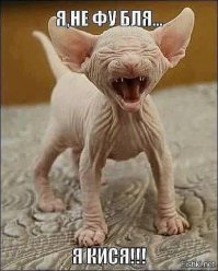 Подборка действительно опасных котов