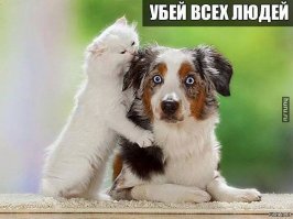 Подборка действительно опасных котов