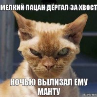 Подборка действительно опасных котов