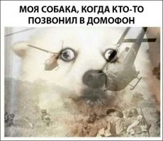 Собаку заведи!...коли глухой.