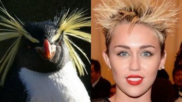 Художник рисует звезд в молодости и на закате лет, и вместе в одном кадре они смотрятся просто класс