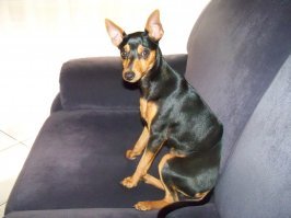 :) Это же наша собачка