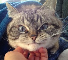 Подборка действительно опасных котов