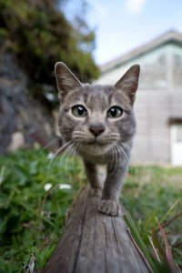 Зверские фото