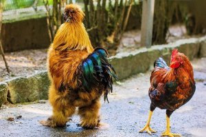 Первый парень на деревне.