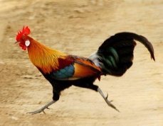 как нормальный пацан - в широких штанах, а не в колготках каких-то