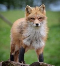 Я бы не рискнул завести такого питомца. Это тебе ни кошка и не собака, а хищный лесной зверь и он должен жить на природе.