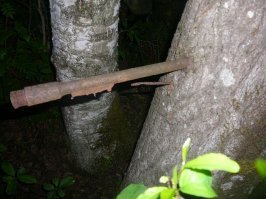 Карельская береза выглядит в основном так! Впрочем как и многие деревья в Карелии.