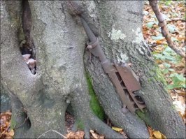 Карельская береза выглядит в основном так! Впрочем как и многие деревья в Карелии.