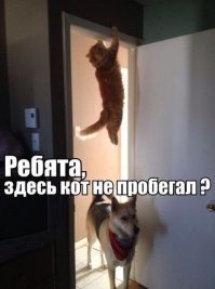 Как собака с кошкой