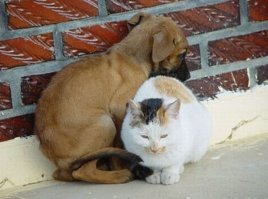 Как собака с кошкой