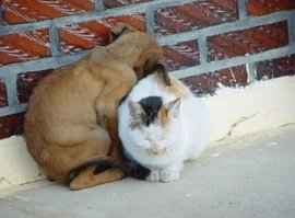 Как собака с кошкой