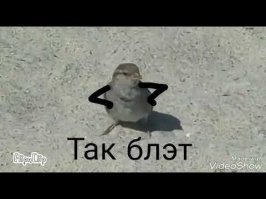 Я дивлюсь устройству мира:
ведь ни разу воробей,
хоть и наглый, и проныра,
а не трахал голубей.