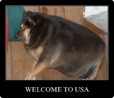 Собака притворялась по ночам бездомной, чтобы питаться бургерами