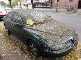 Удивительное зрелище: сотни тысяч скворцов над полем во Франции