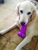 Либо стыбзили, либо сам ставит новую мультимедиа.


Ну так это кость с обеих сторон со скруглениями. Могу сфоткать свою подмышу, а ты будешь думать, что это женская писька...