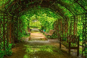 Россия, Москва, (Аптекарский огород)
И это - далеко не единственный зелёный тоннель в Москве