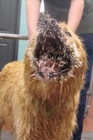 Не самая умная собака. Псу ещё крупно повезло, что без глаз не остался.
Тут был видос, как леопард попёр на дикобраза... то ли голодный был, то ли дурной.
В итоге дикбраза он всё же завалил, но сам от него далеко не ушёл - рядом и подох.

А боль наверно выглядит как-то так...
Жевать дикобраза не самая хорошая идея.