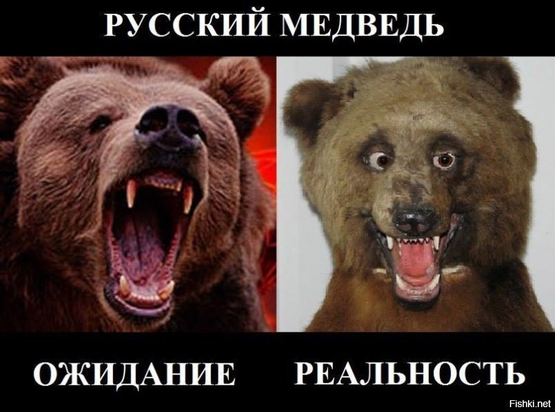 Чем ближе к России, тем злее медведи	