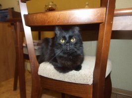 дочкина Шери