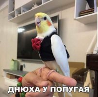 Эти плюшевые акулы живут интересней меня!