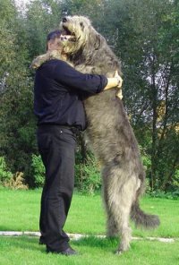 Хорошо не Батон.