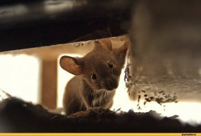 одобряю