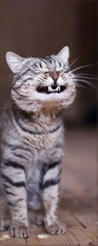 Решил напугать котика, но что-то пошло не так