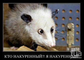 Прикольные картинки